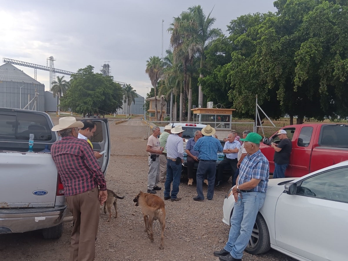 agricultores, Guasave, ProducciónMaíz