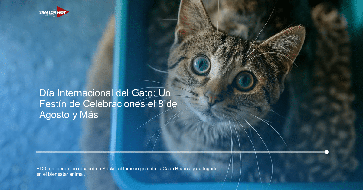 adopción responsable, bienestar animal, Casa Blanca, gato, Socks