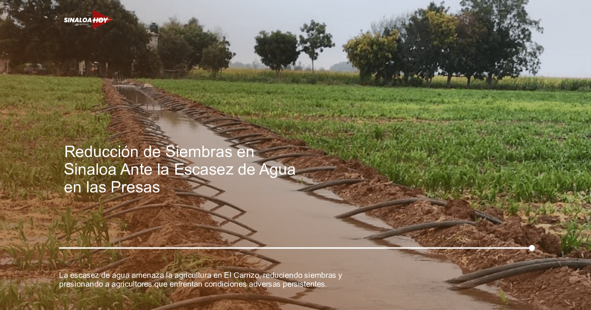#Agricultura #Trigo #Clima, cambio climático, Crisis agrícola, gestión del agua, sequía