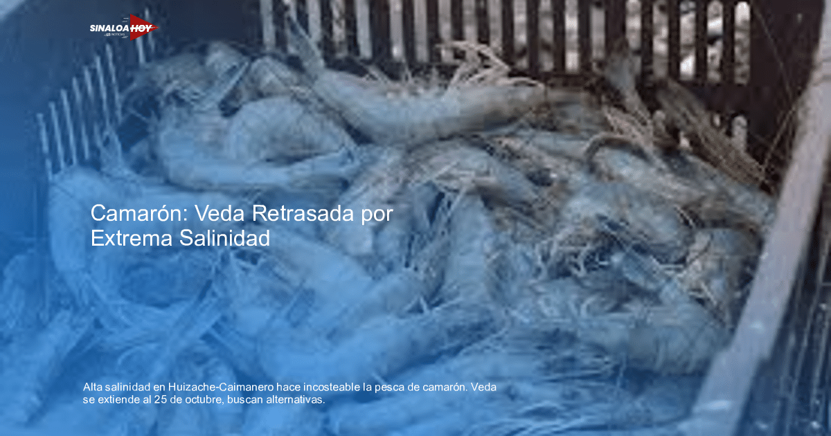 Camarones apilados en una cesta, reflejando los desafíos de la pesca en Huizache-Caimanero por la alta salinidad.