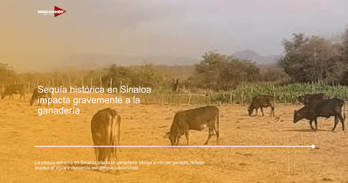 Vacas pastando en un campo árido con vegetación escasa y árboles al fondo en Sinaloa.