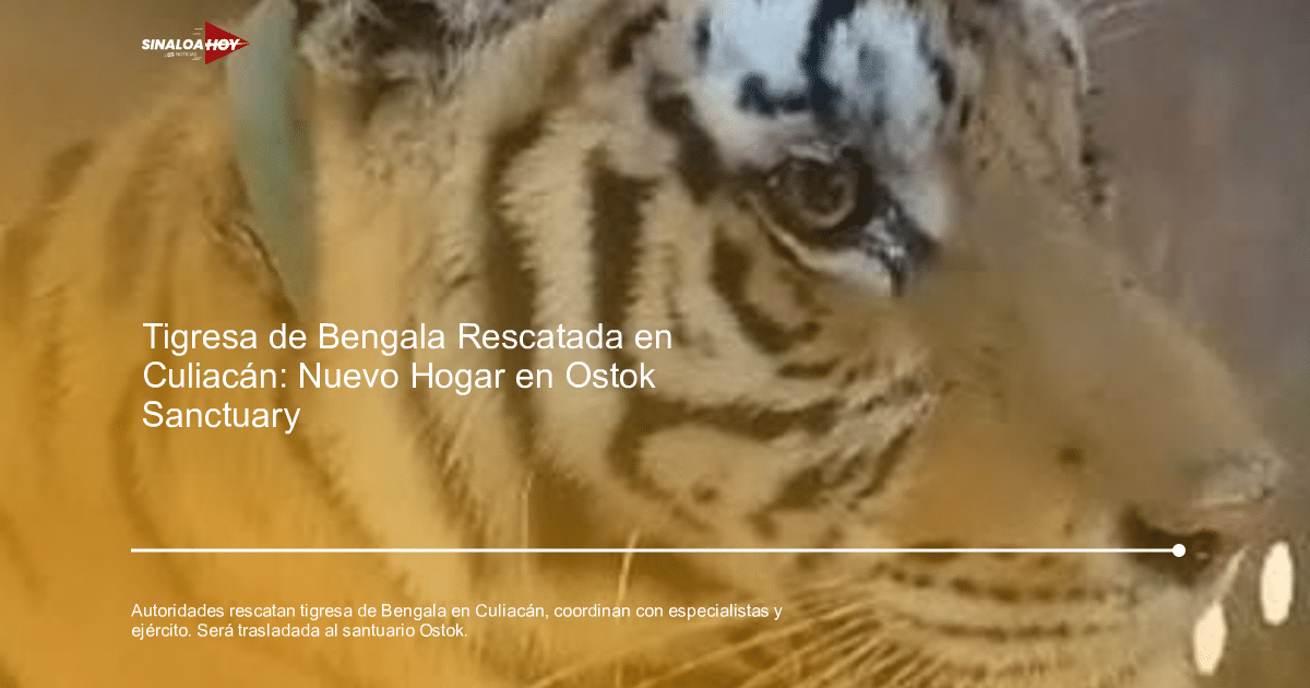 Cabeza de tigresa de Bengala con rayas y collar azul, rescatada en Culiacán.