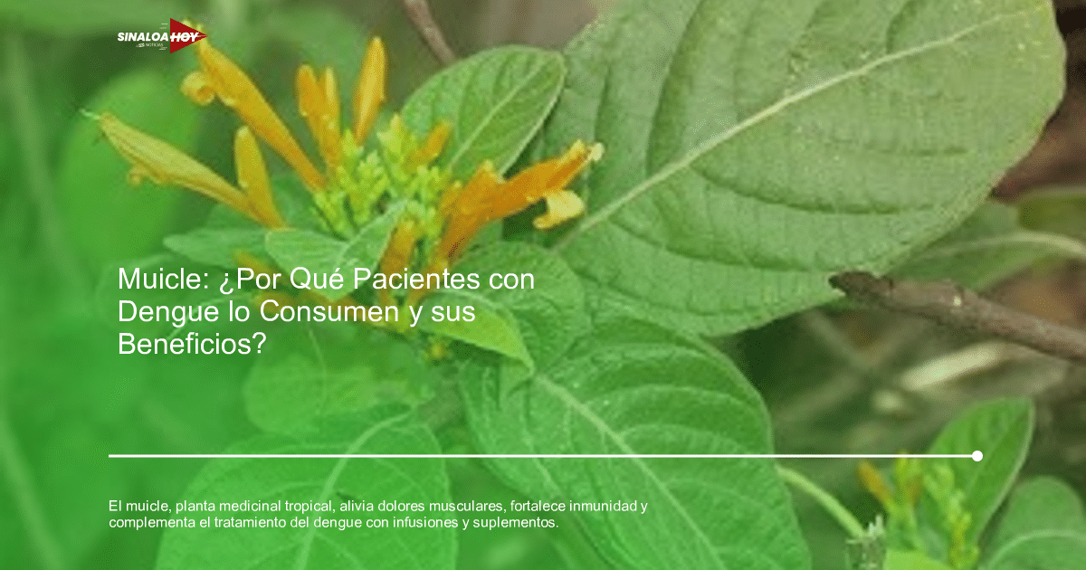 casosdengue, medicina tradicional, Muicle, salud., tratamiento