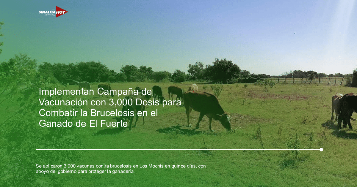 . Sinaloa, Brucelosis, campaña Vacunación, ganadería, Salud Animal.