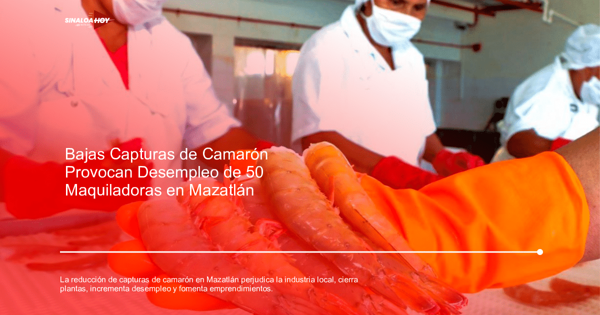 Trabajador sosteniendo camarones en una planta de procesamiento en Mazatlán, Sinaloa.