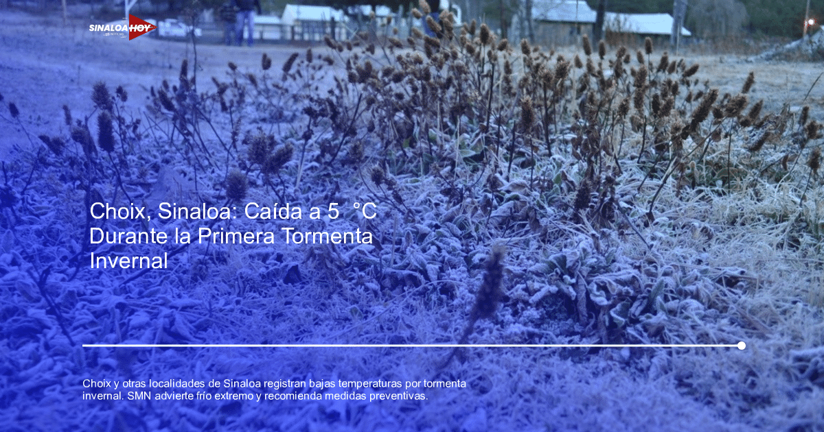 Terreno con plantas secas y escarcha en Choix, Sinaloa, durante la tormenta invernal.