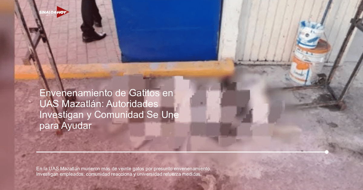 Gato en el campus de la Universidad Autónoma de Sinaloa, Mazatlán