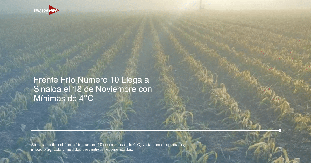 Campo de maíz marchito con neblina en Sinaloa debido al frente frío