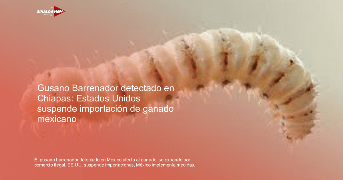 Imagen de un gusano barrenador, un parásito que afecta al ganado en México.