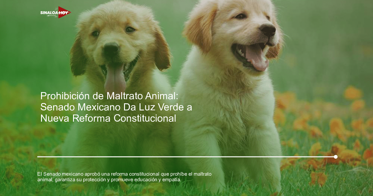 Dos cachorros Golden Retriever felices en un campo con flores naranjas, simbolizando el bienestar animal promovido por la reforma constitucional en México.