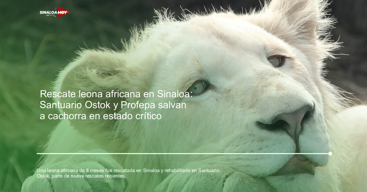 León blanco descansando con expresión tranquila y pelaje blanco