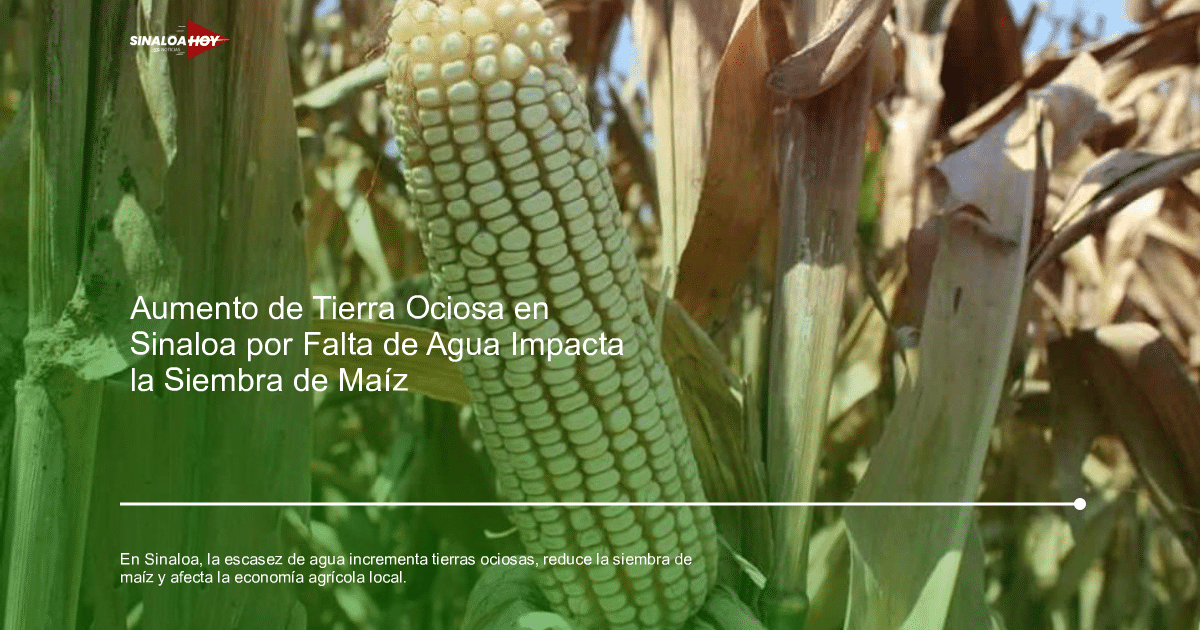 Mazorca de maíz blanco madura entre hojas secas en un campo de maíz.