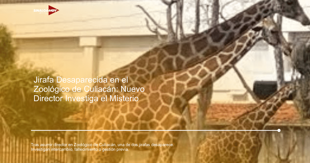 Tres jirafas en el Zoológico de Culiacán con un paisaje de fondo