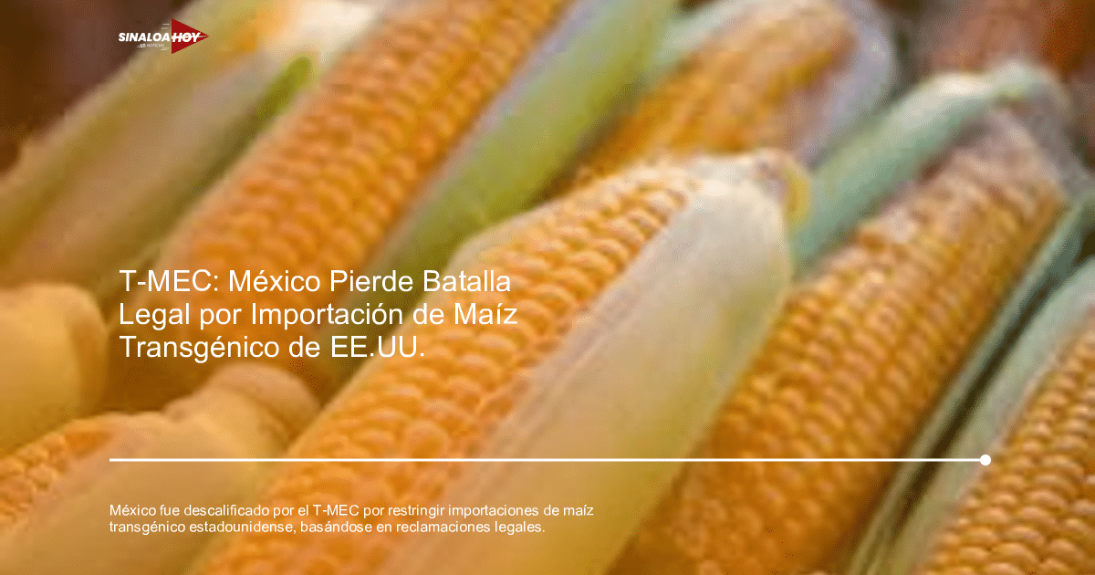 Mazorcas de maíz con granos amarillos y hojas verdes, relacionadas con la controversia del T-MEC sobre el maíz transgénico.
