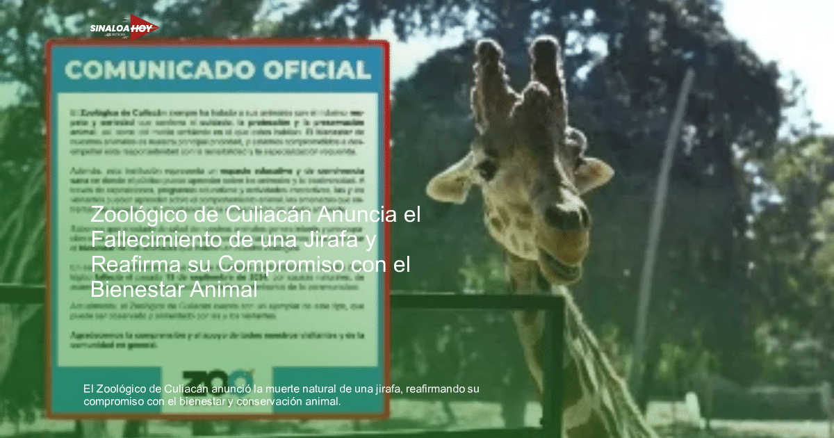 Comunicado del Zoológico de Culiacán con fotografía de una jirafa