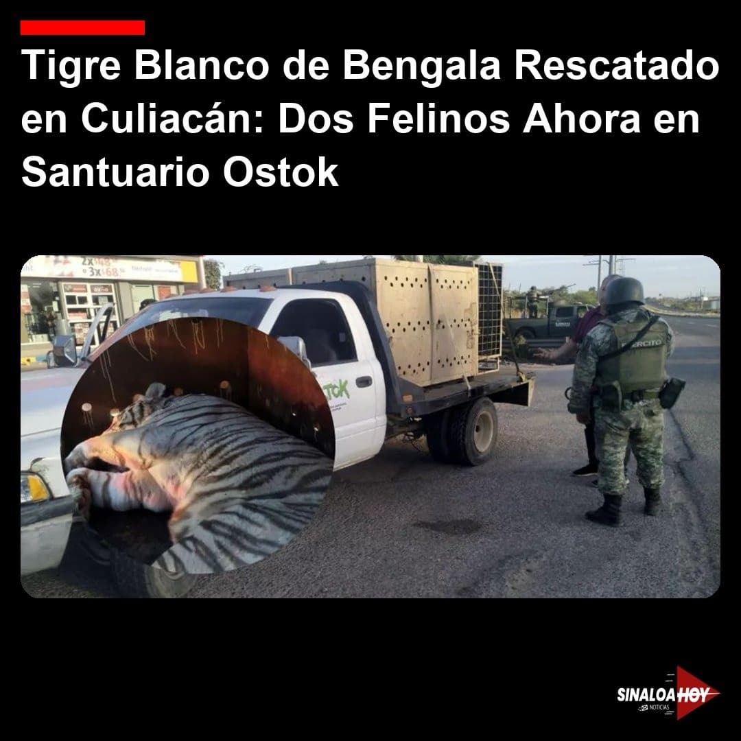 #Culiacán, profepa, rescate animal, Santuario Ostok, Tigres de Bengala
