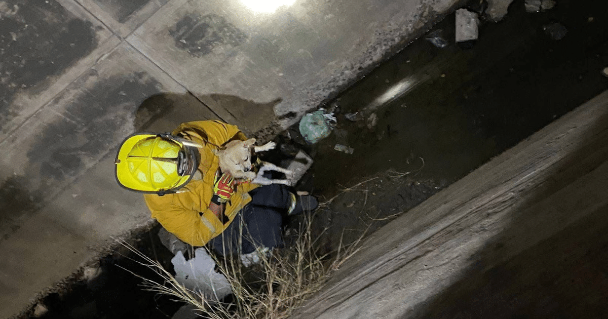 Rescatista con casco amarillo sosteniendo un perro en un canal pluvial durante un rescate en Mazatlán.