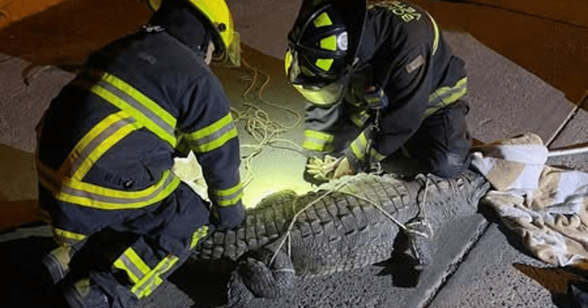 Bomberos de Mazatlán manejan un caimán en la calle con luces y cuerdas.