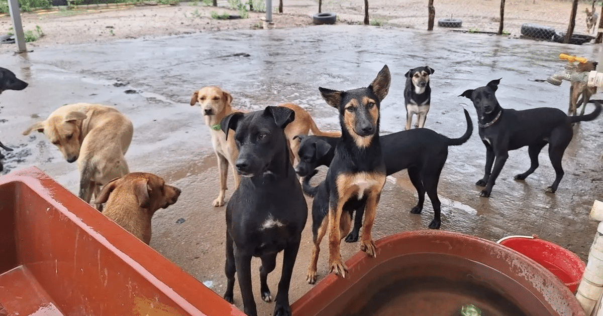 Perros en un refugio rural con suelo mojado y recipiente de agua visible.