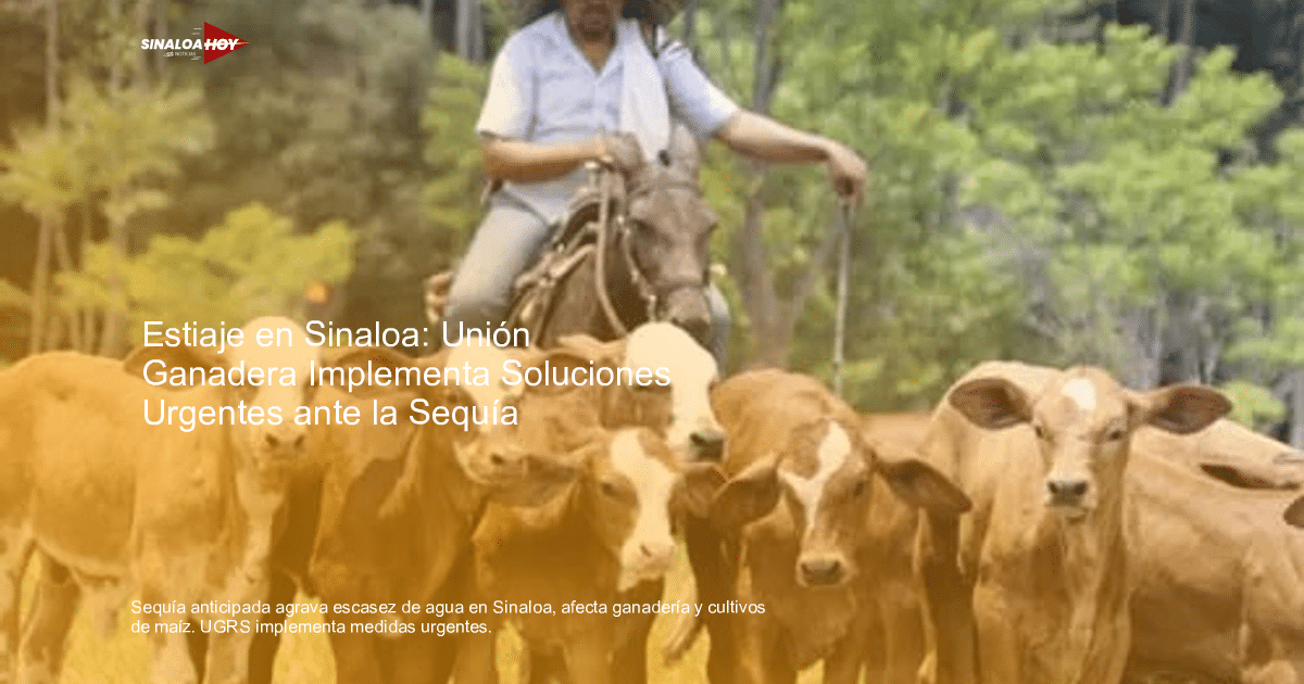 Hombre a caballo guiando terneros en un entorno rural con vegetación, destacando el impacto de la sequía en Sinaloa.