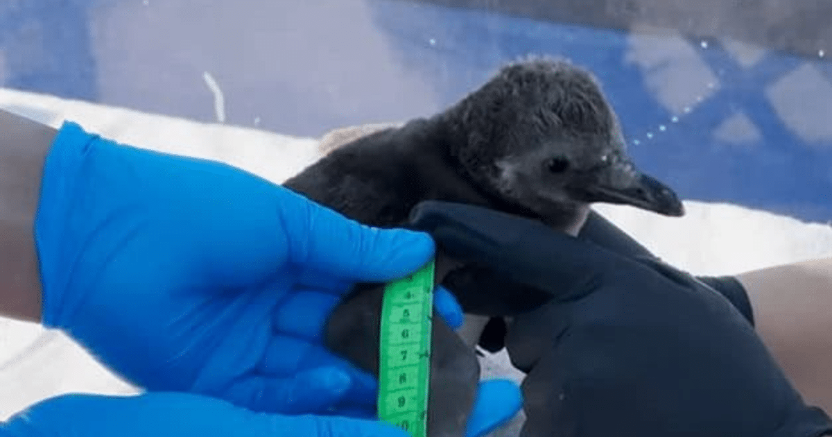 Cuidadores miden a un pingüino bebé en el Acuario Mar de Cortés