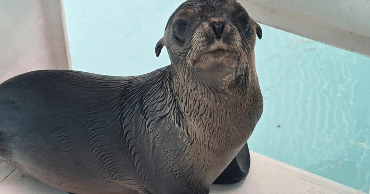 Lobo marino de California rescatado en Mazatlán, sentado sobre una superficie con agua clara de fondo.