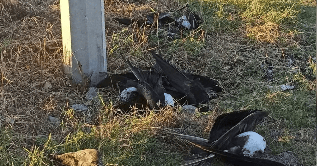 Aves muertas en el suelo cerca de un poste eléctrico en Teacapán, rodeadas de hierba seca.