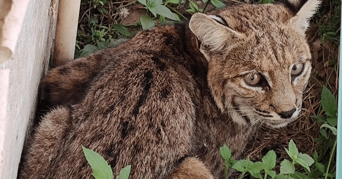 Gato montés con pelaje marrón y manchas en un entorno natural
