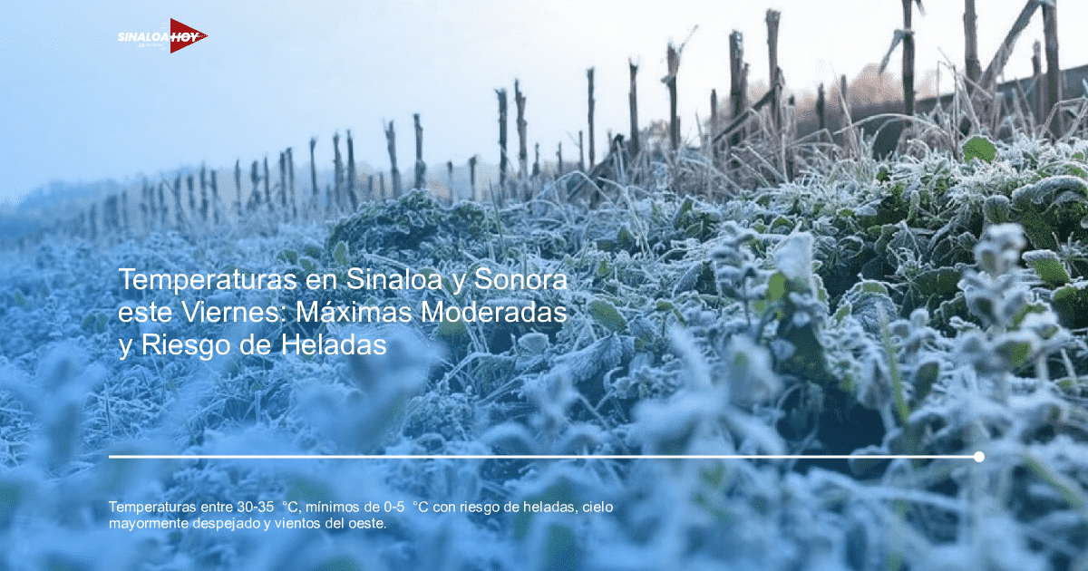 Campo cubierto de escarcha con plantas verdes y troncos de árboles al fondo, representando un ambiente invernal.