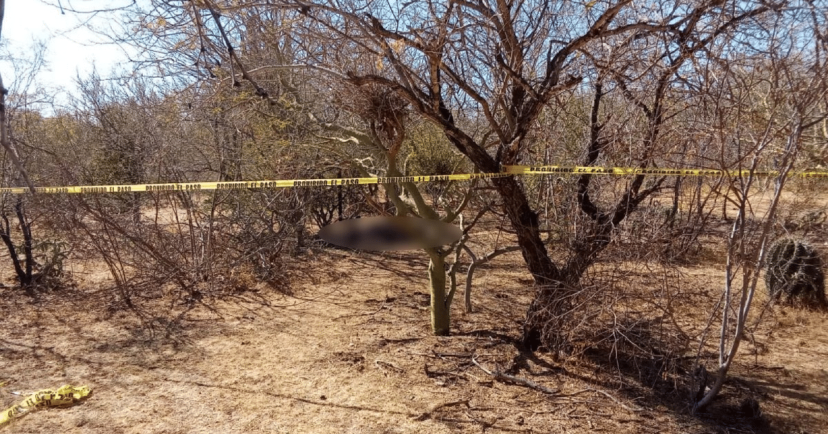 Área boscosa con cinta amarilla de restricción y objeto cubierto en el centro, relacionado con investigación forense en Ahome.