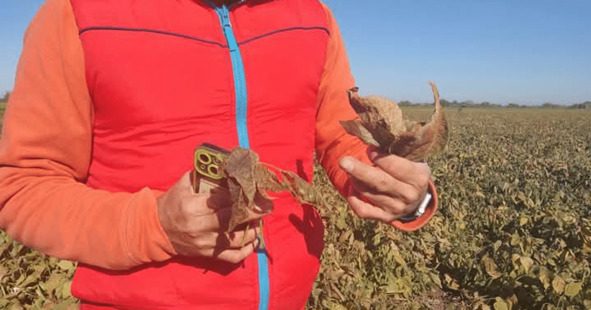 Persona con hojas secas y dispositivo en campo agrícola afectado por frío en Sinaloa