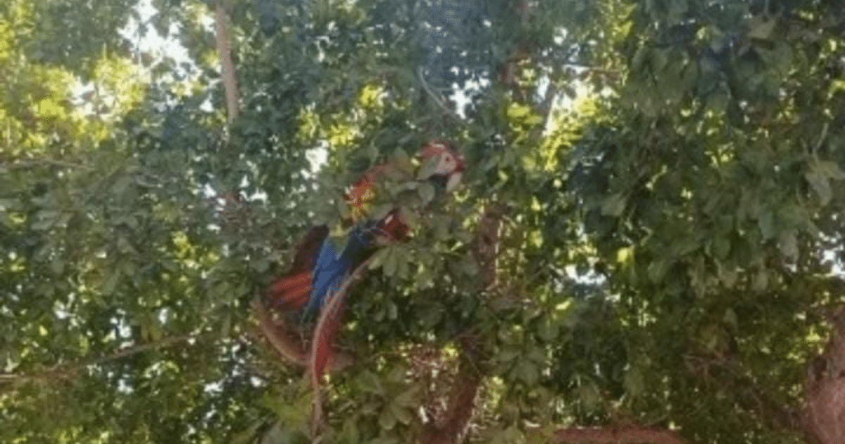 Guacamaya bandera con plumaje colorido posada en un árbol del CBTIS 51, rodeada de vegetación frondosa.