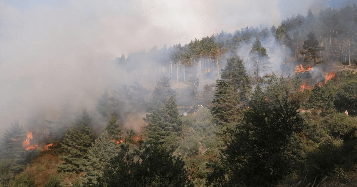 Incendio forestal en Cosalá con humo y llamas visibles entre los árboles