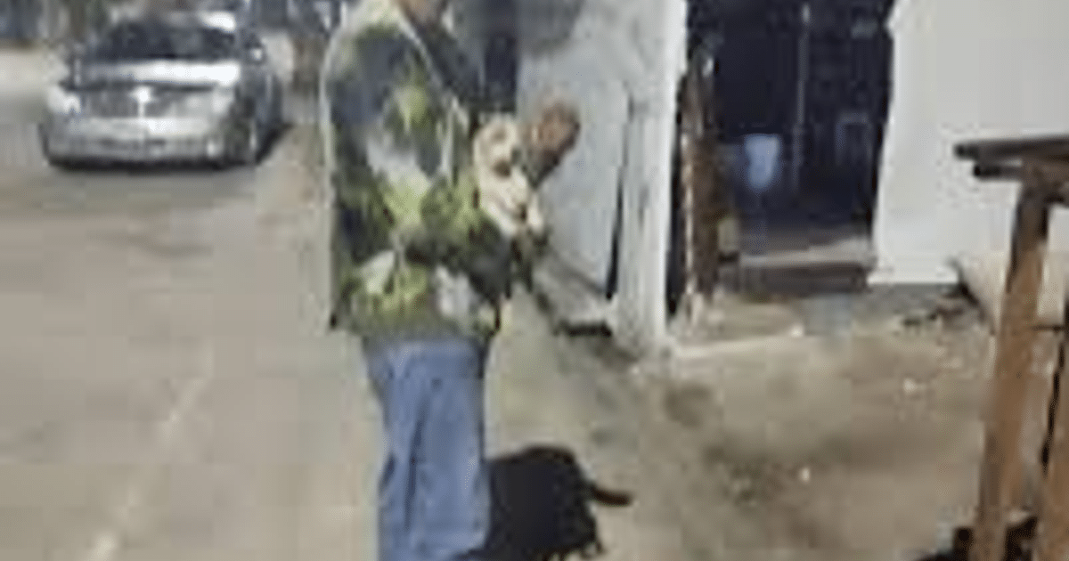 Activistas presentan denuncia por maltrato animal en Mazatlán