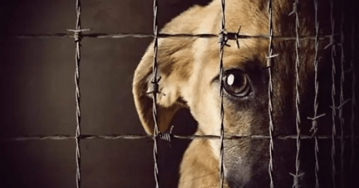 Perro asomando su cabeza a través de una reja con alambre de púa, con expresión de tristeza.