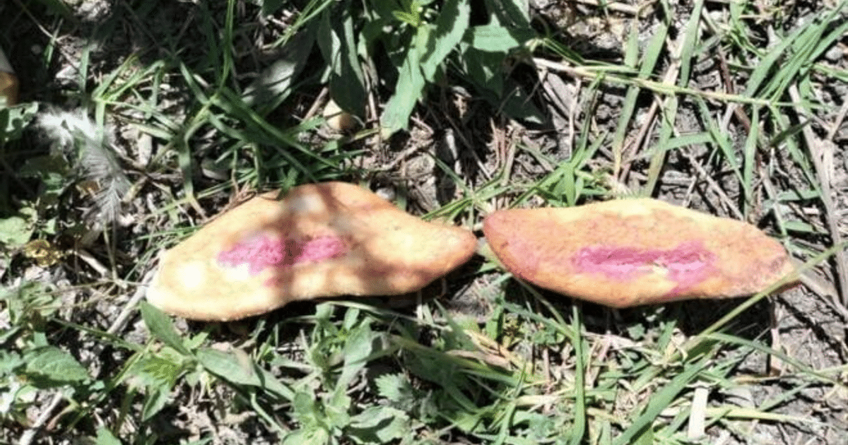 Frutos alargados marrones con franja púrpura en el suelo entre hierba, relacionados con envenenamiento en Chiapas.