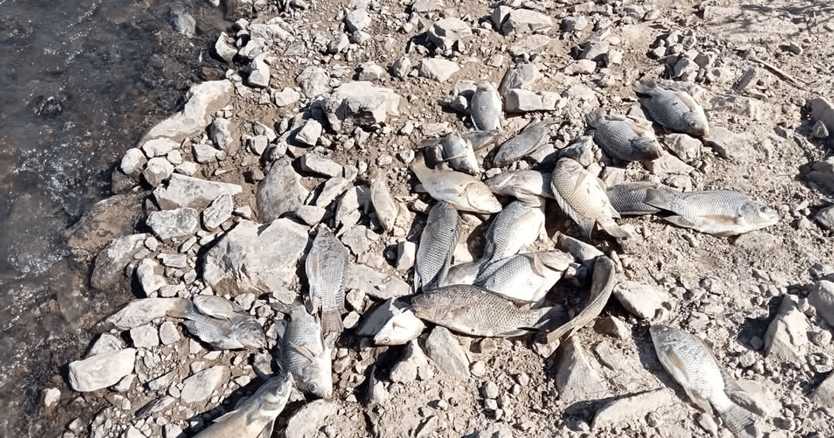 Peces muertos sobre terreno rocoso cerca del Canal Taxtes, reflejando problemas ambientales.