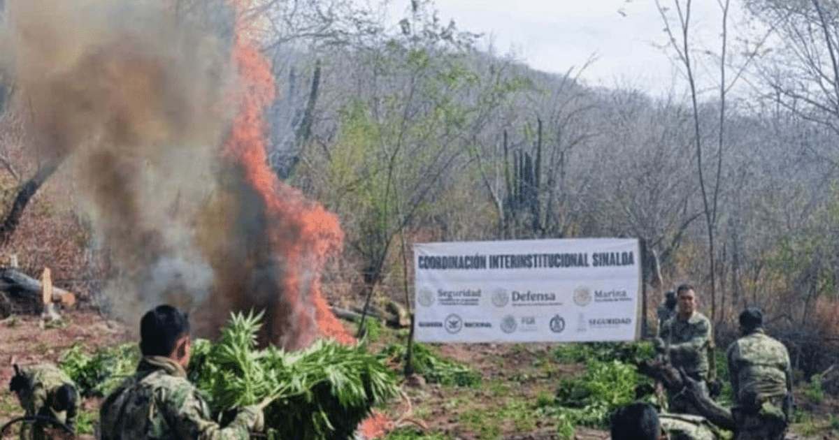 Militares en operativo antidrogas en Sinaloa, con humo y fuego en un área forestal, destacando la coordinación interinstitucional.