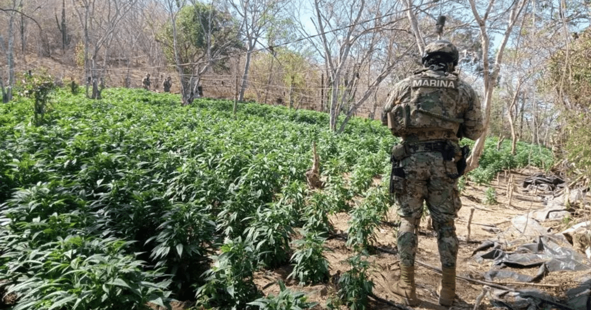 Soldado de la marina en plantación durante operativo de decomiso en El Limoncito