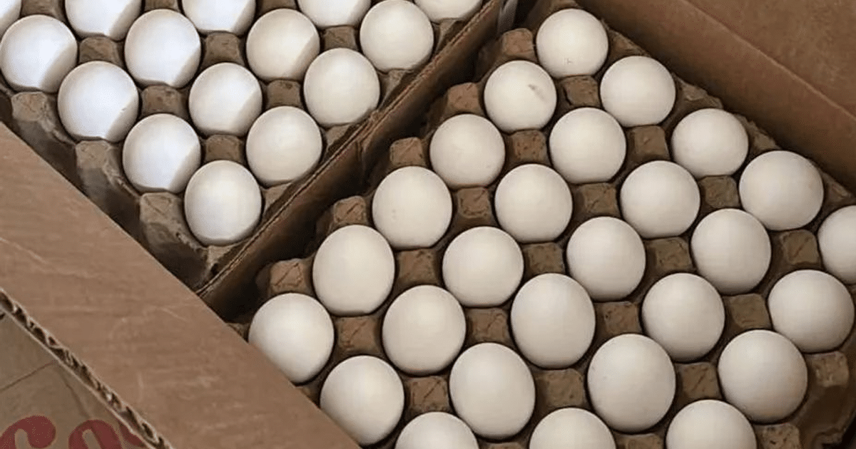 Cajas de huevos blancos en bandejas de cartón, relacionadas con el aumento del precio del huevo en México.