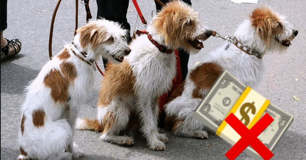 Tres perros con correas y símbolo de dinero prohibido, representando regulaciones contra la explotación animal en San Valentín.