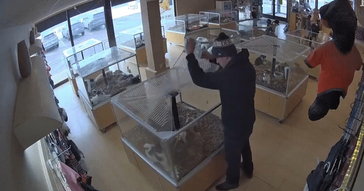 Interior de tienda de mascotas con vitrinas y un individuo levantando una tapa, relacionado con un robo de cachorros.