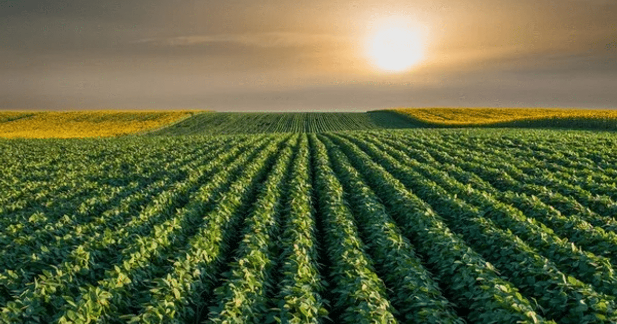 Paisaje agrícola con campos de cultivo en hileras y un amanecer en Culiacán, Sinaloa.