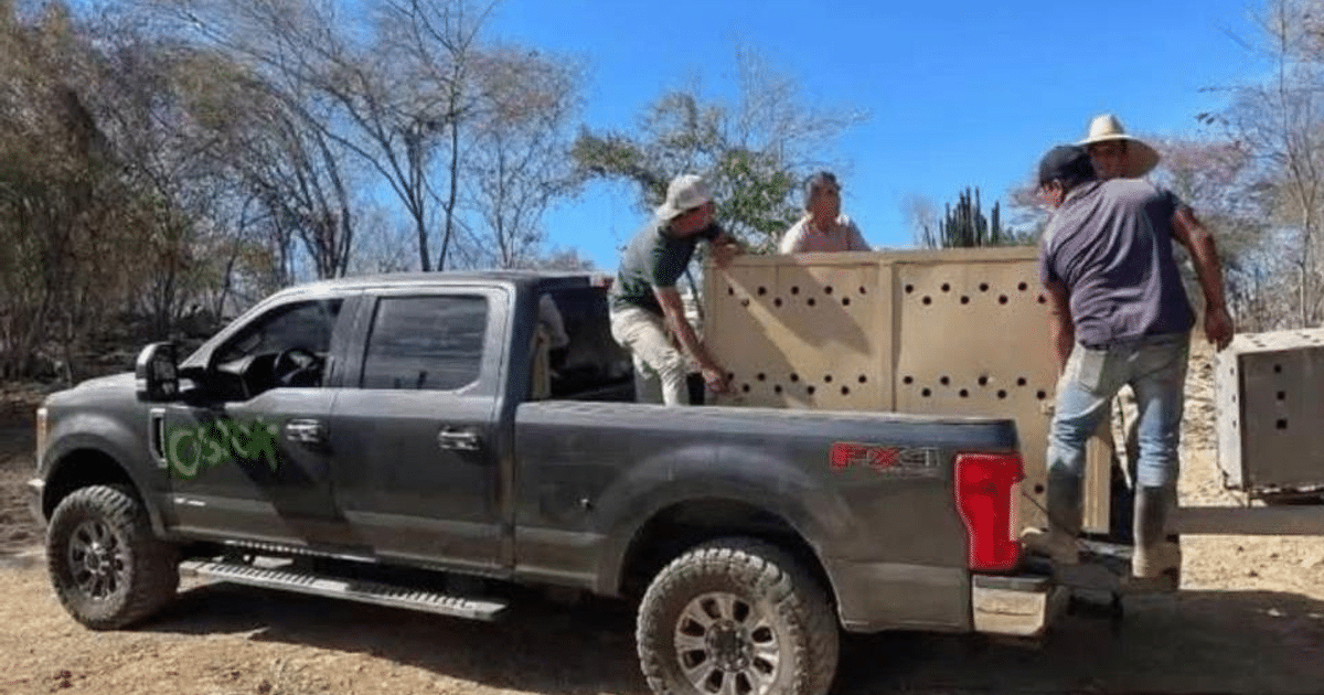 Camioneta gris en entorno árido con personas cargando un objeto grande, relacionado con un incidente de robo en Culiacán.