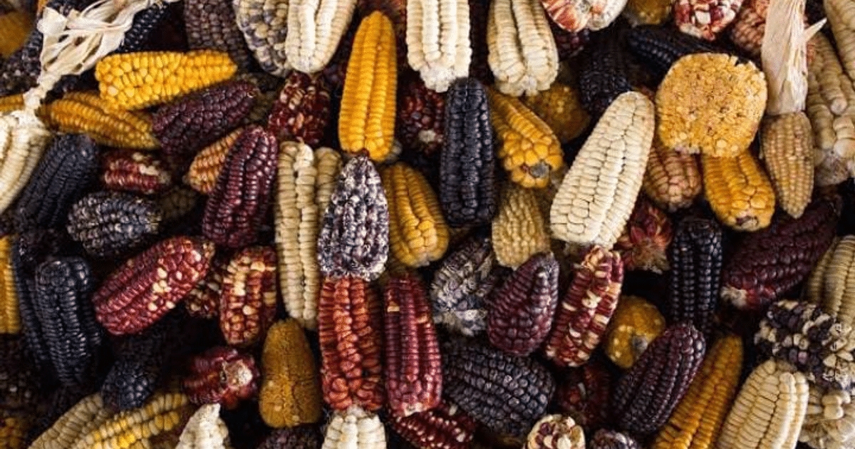 Mazorcas de maíz de colores variados, simbolizando la diversidad de razas nativas en Oaxaca.