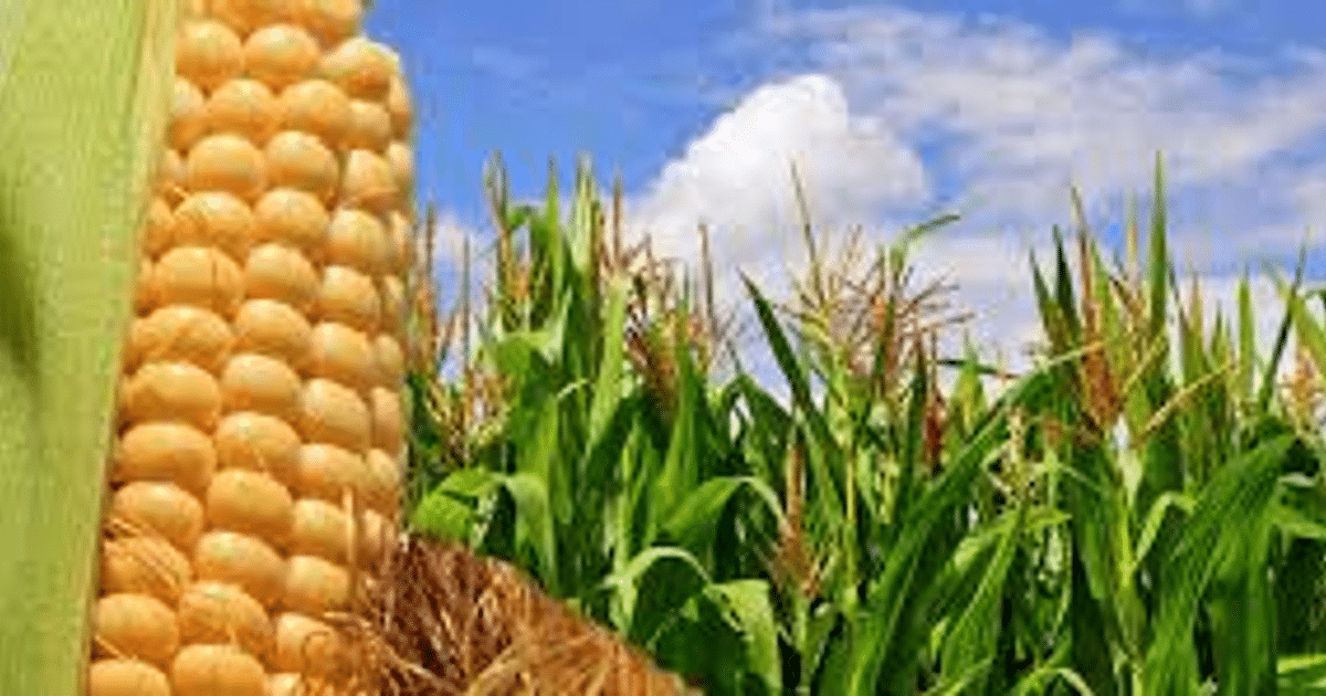 Mazorca de maíz en campo bajo cielo azul, reflejando el impacto de aranceles en el sector agrícola mexicano.