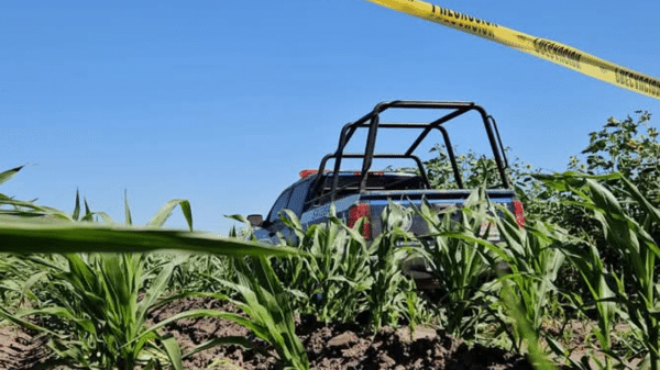 Campo de maíz con vehículo y cinta de advertencia amarilla, vinculado a una investigación criminal en San Pedro de Navolato.