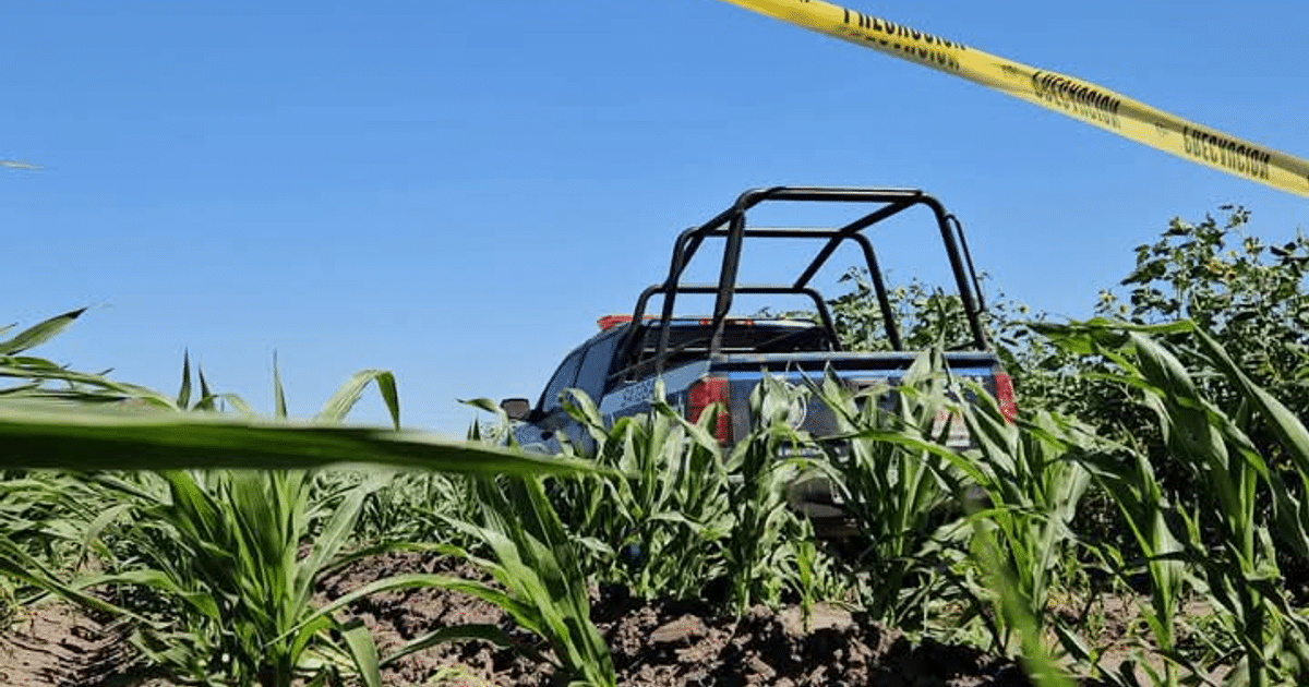 Campo de maíz con vehículo y cinta de advertencia amarilla, vinculado a una investigación criminal en San Pedro de Navolato.