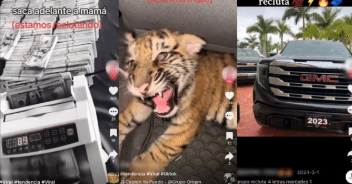 Imagen de tres paneles: billetes y contador de dinero, tigre pequeño enjaulado, camionetas GMC estacionadas con palmeras.