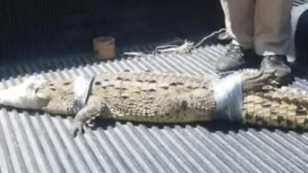 Cocodrilo inmovilizado con cintas en Mazatlán, junto a personal de Protección Civil.
